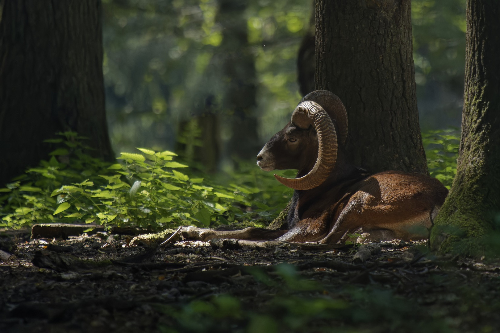 Mufflon im Tiergarten