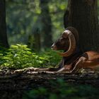 Mufflon im Tiergarten