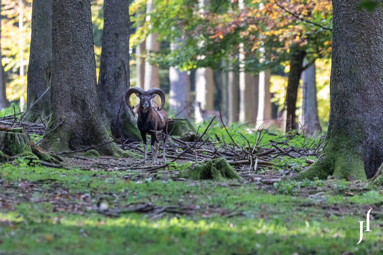 Mufflon im Wald