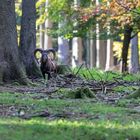 Mufflon im Wald