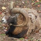 Mufflon im Wildpark Brudergrund