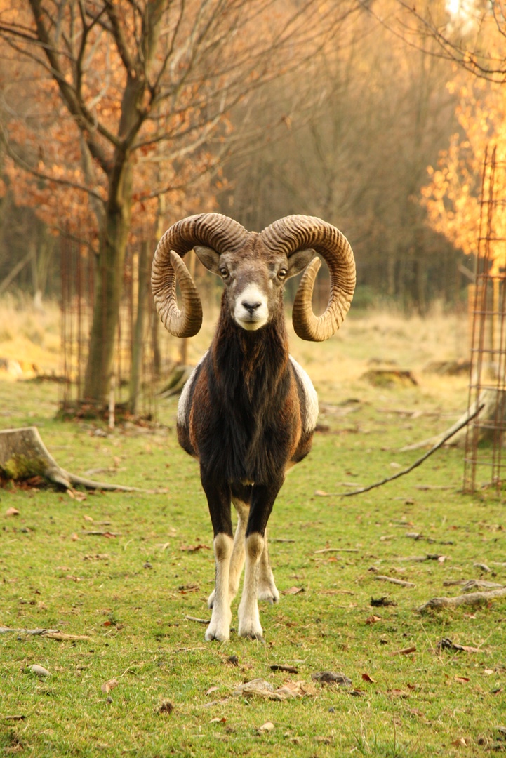 Mufflon im Wildpark Poing