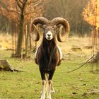 Mufflon im Wildpark Poing