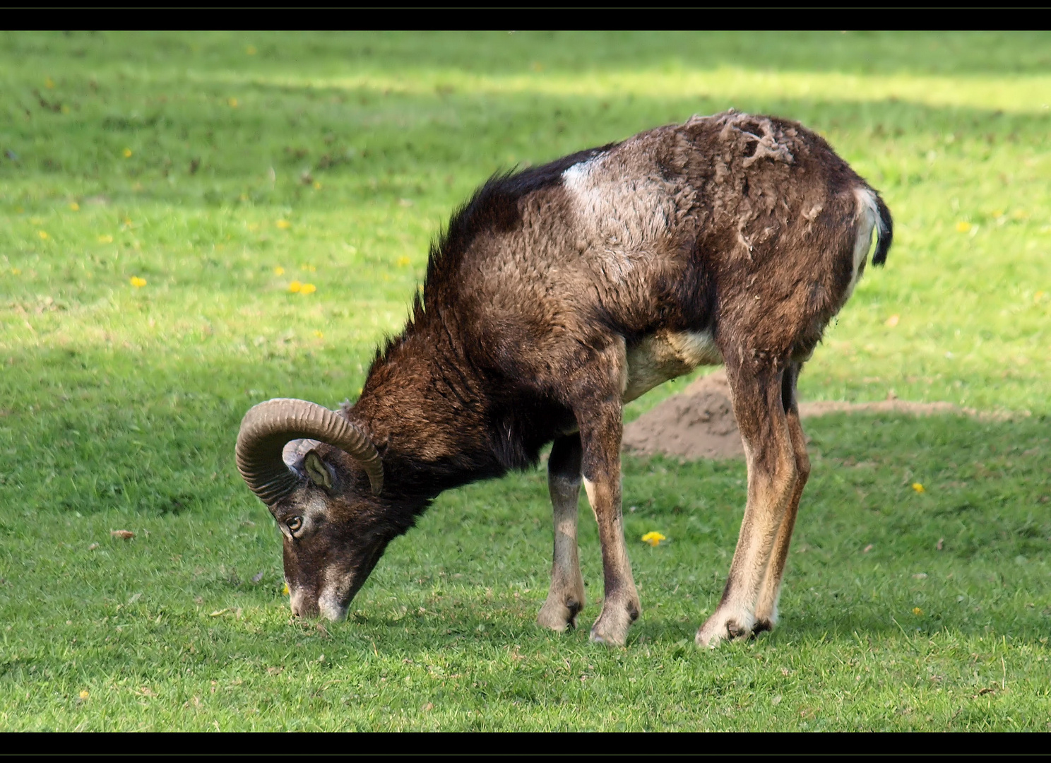 Mufflon im Wildtierpark