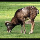 Mufflon im Wildtierpark