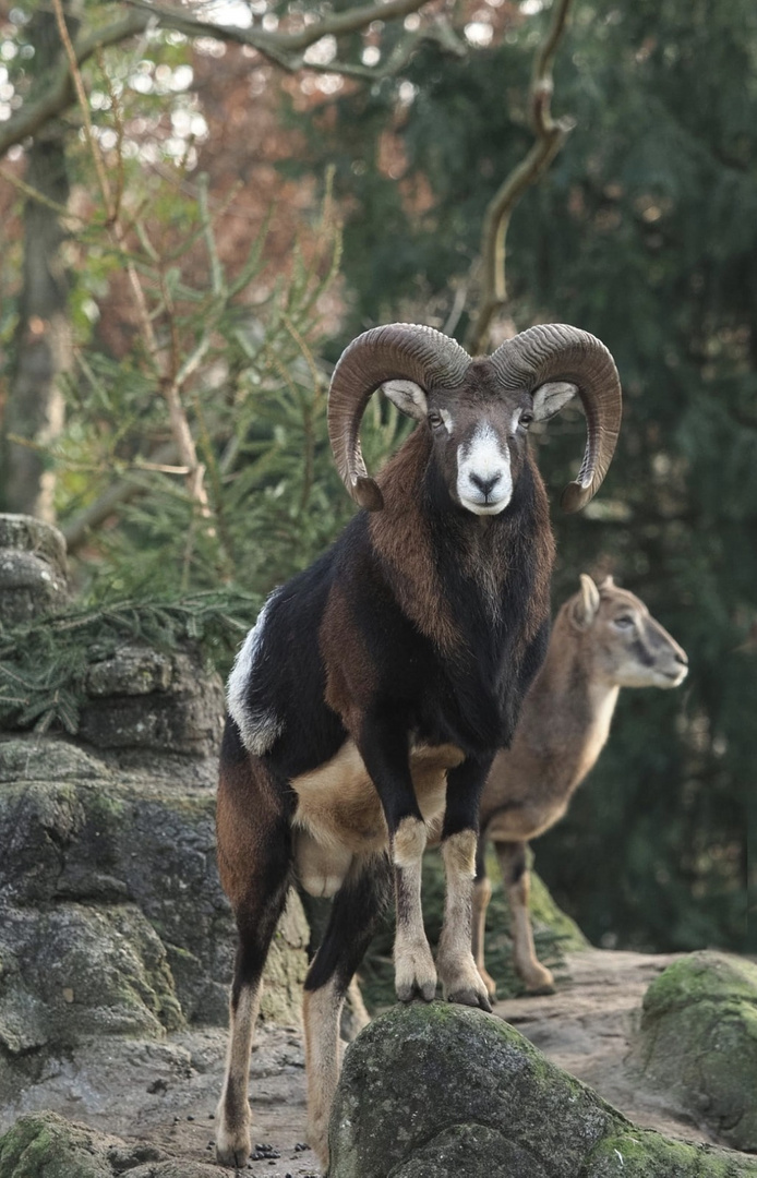 Mufflon im Zoo Basel 