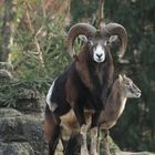 Mufflon im Zoo Basel 