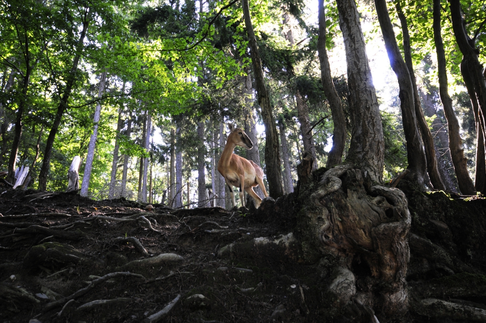 Mufflon in einem mystischen Wald