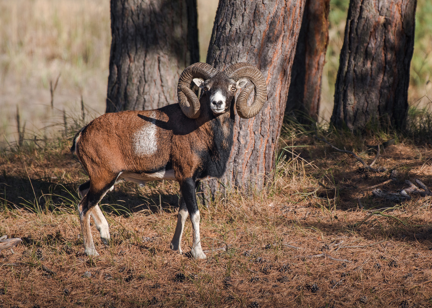  Mufflon (Ovis gmelini-Gruppe)