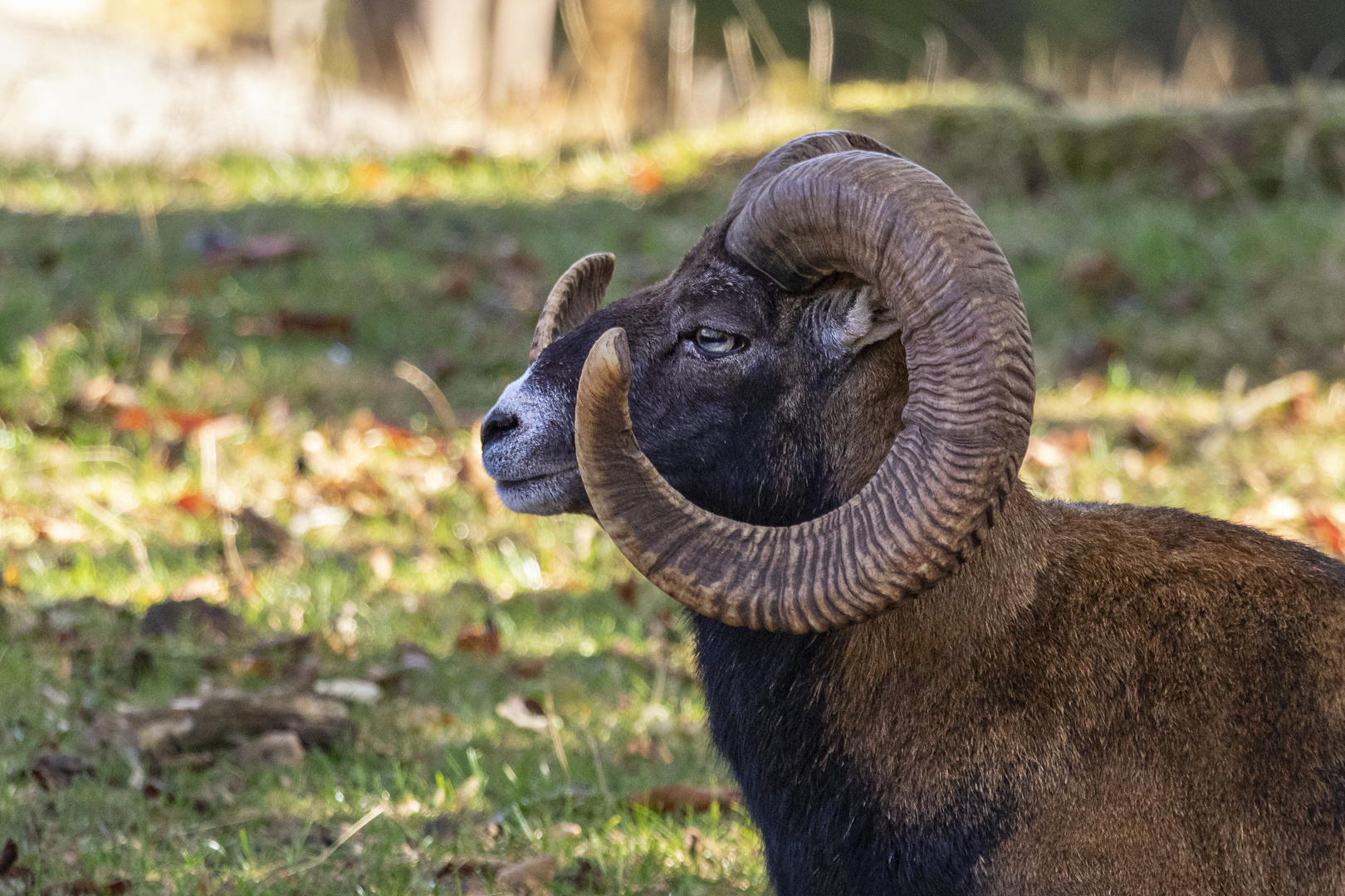 Mufflon-Portrait