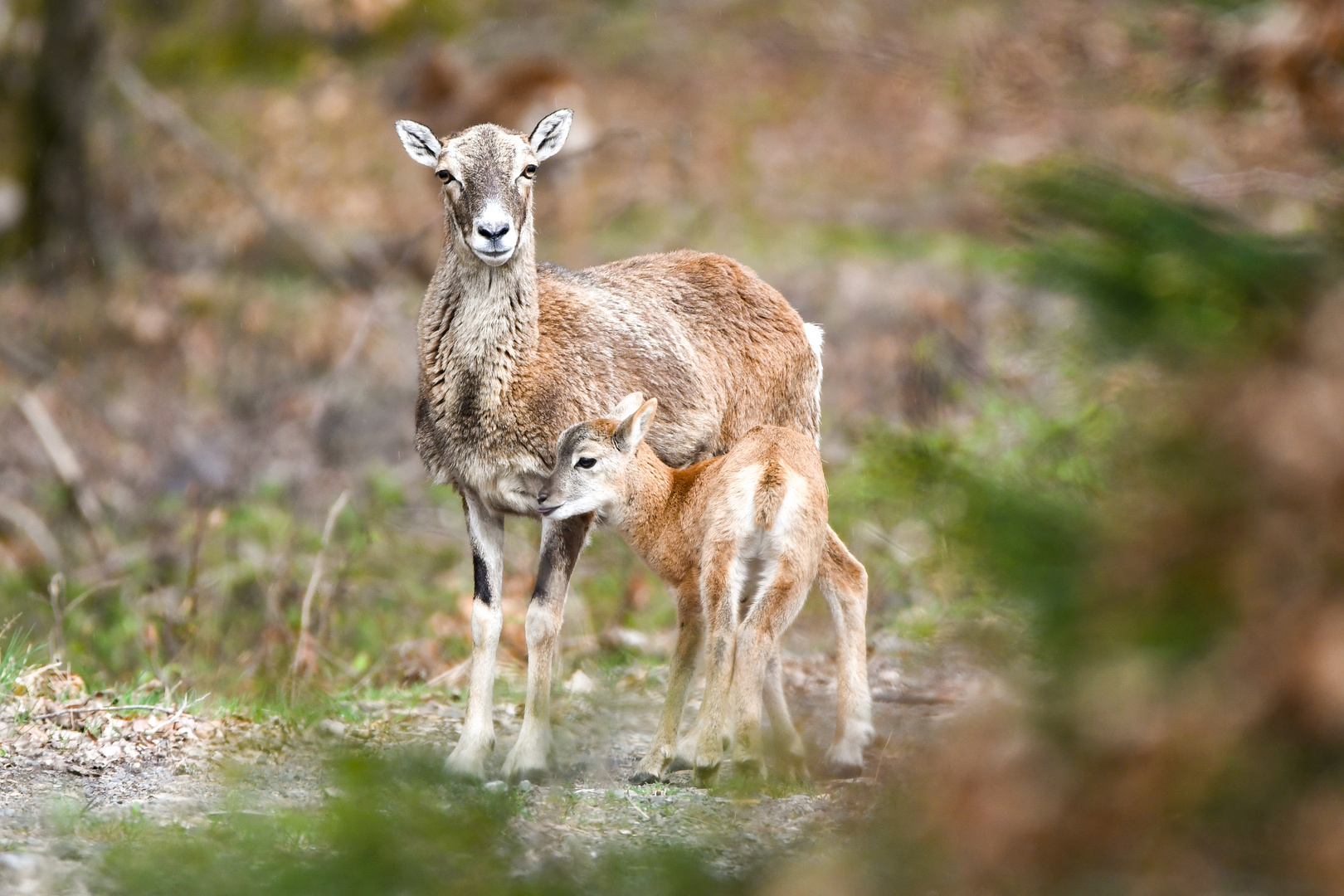 Mufflon Schaf mit Lamm