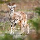 Mufflon Schaf mit Lamm