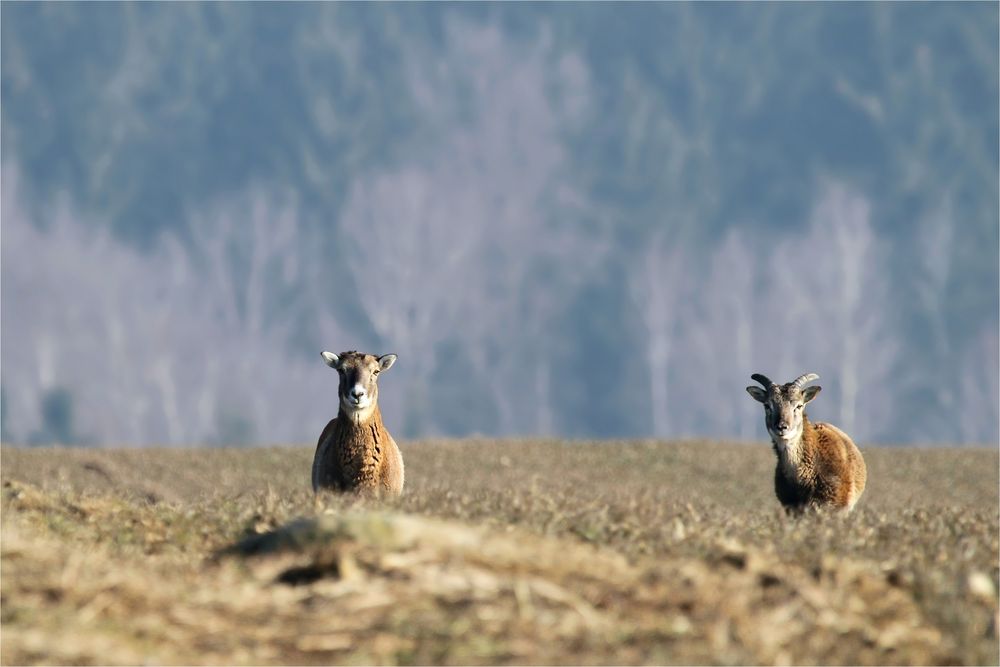 Mufflon Schaf und Widder