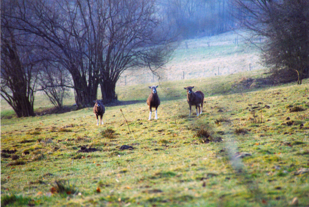 Mufflon Schafe auf den Teufelswiesen
