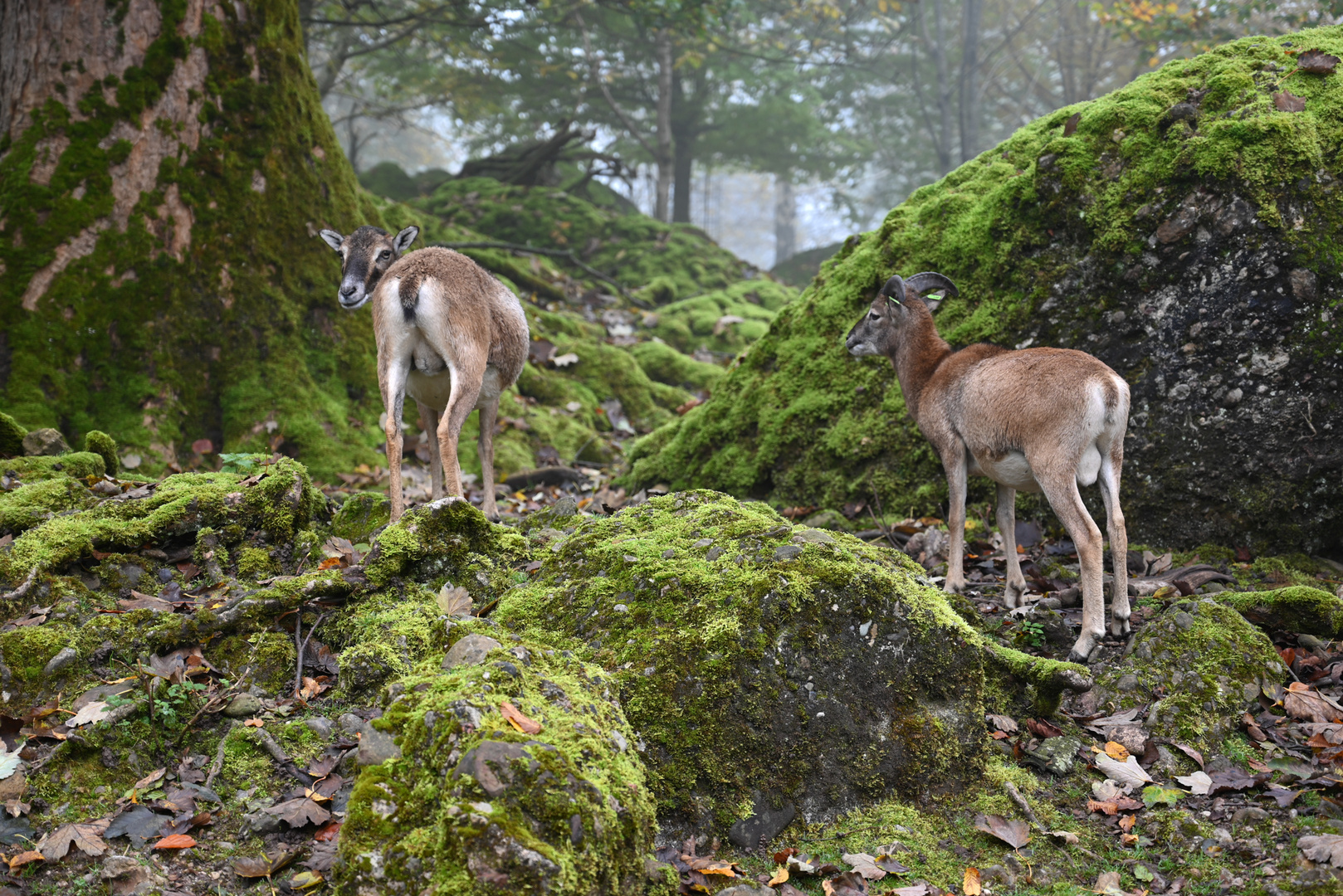 Mufflon Tierpark Goldau im Freigehege