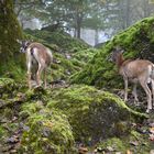 Mufflon Tierpark Goldau im Freigehege