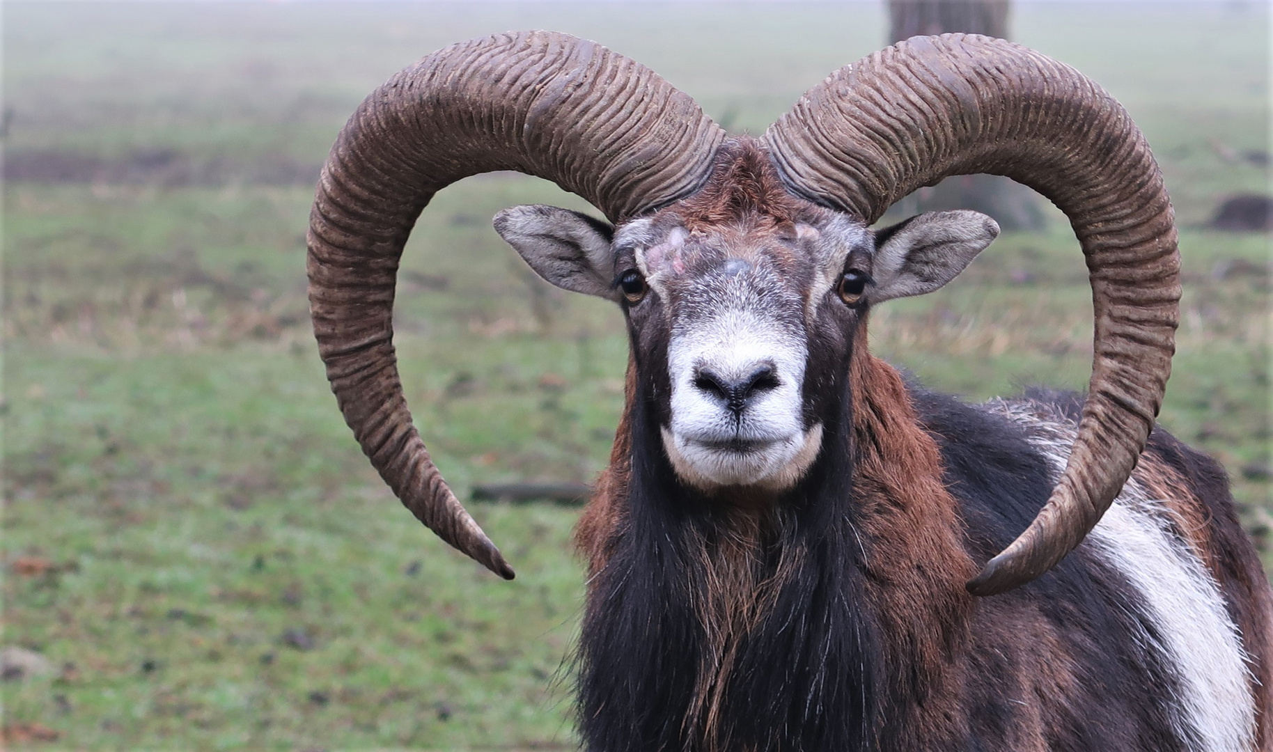 Mufflon Tierpark Granat