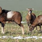 Mufflon -Trio auf dem Feld