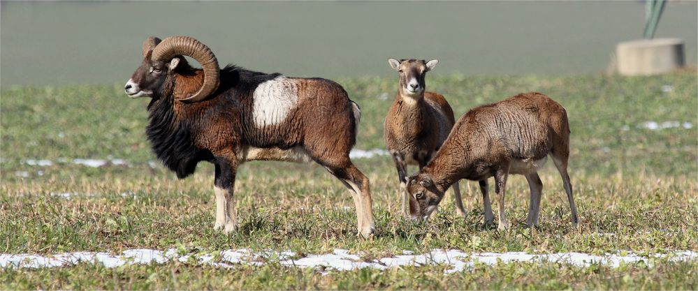 Mufflon -Trio auf dem Feld