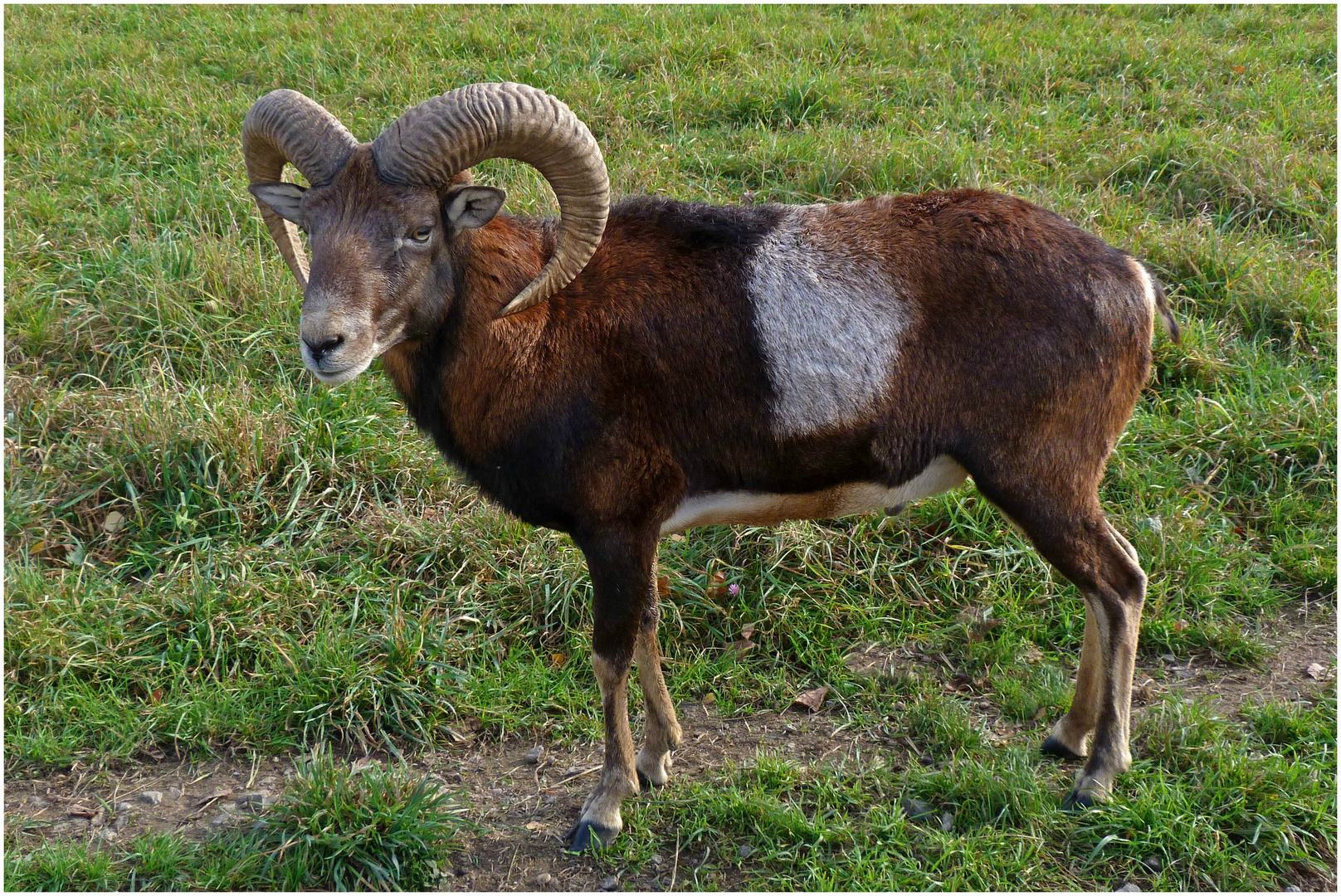 Mufflon (Widder) -1- Foto & Bild | tiere, ku nat, natur Bilder auf ...