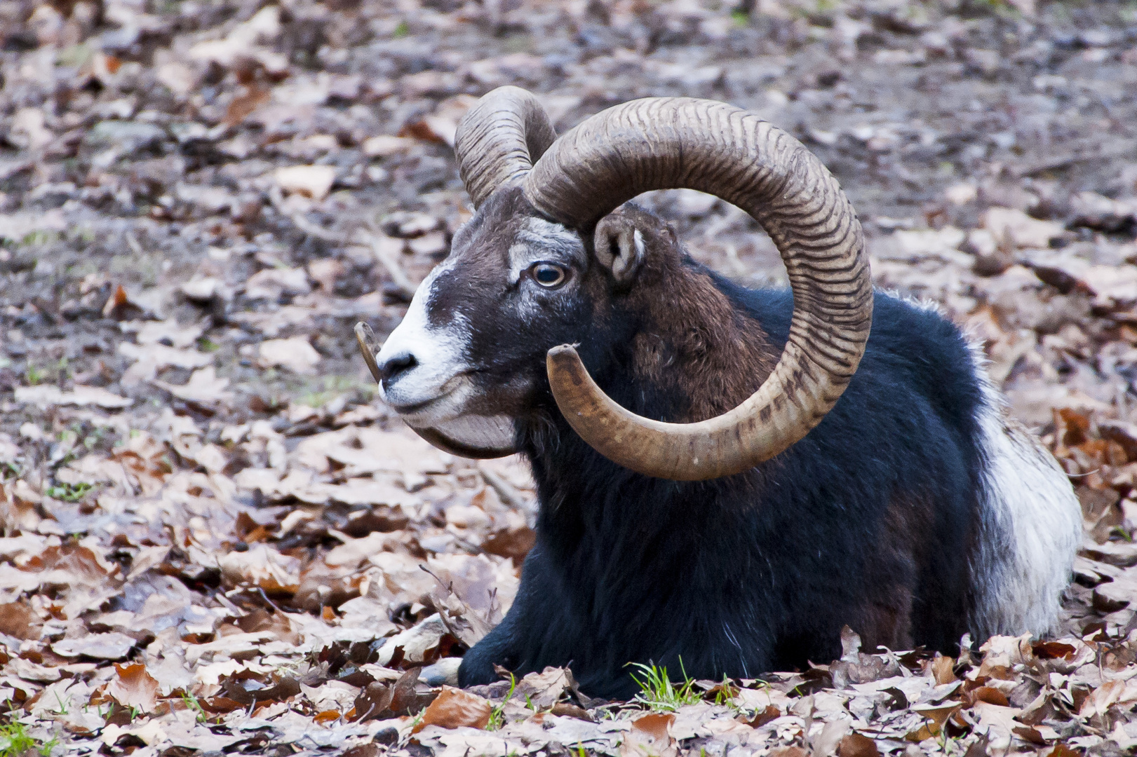 Mufflon-Widder im Tierpark Olderdissen