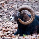 Mufflon-Widder im Tierpark Olderdissen