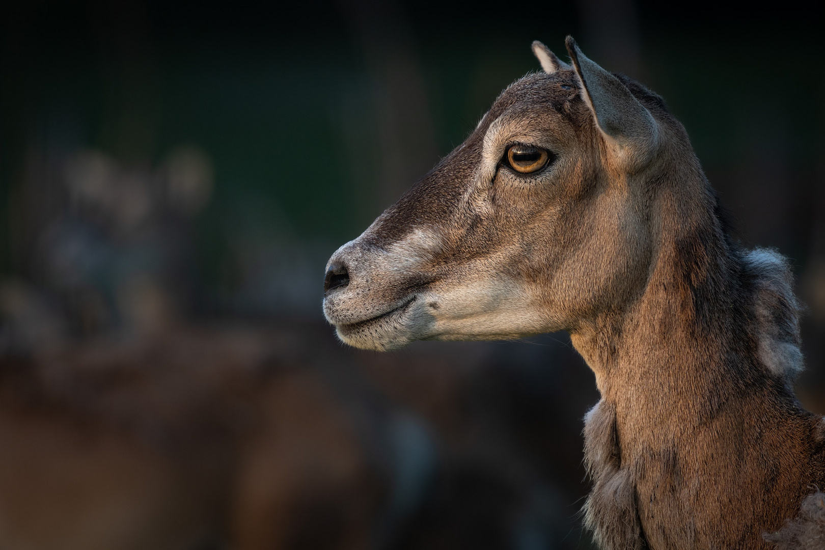 Mufflon, Wildschaf