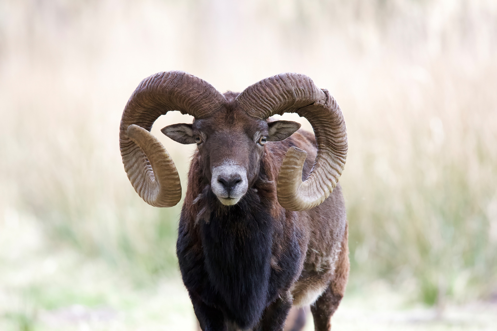 Mufflonbock