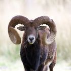 Mufflonbock