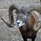 Mufflonbock 