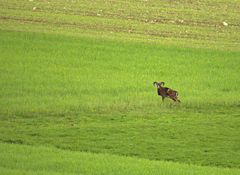 Mufflonbock