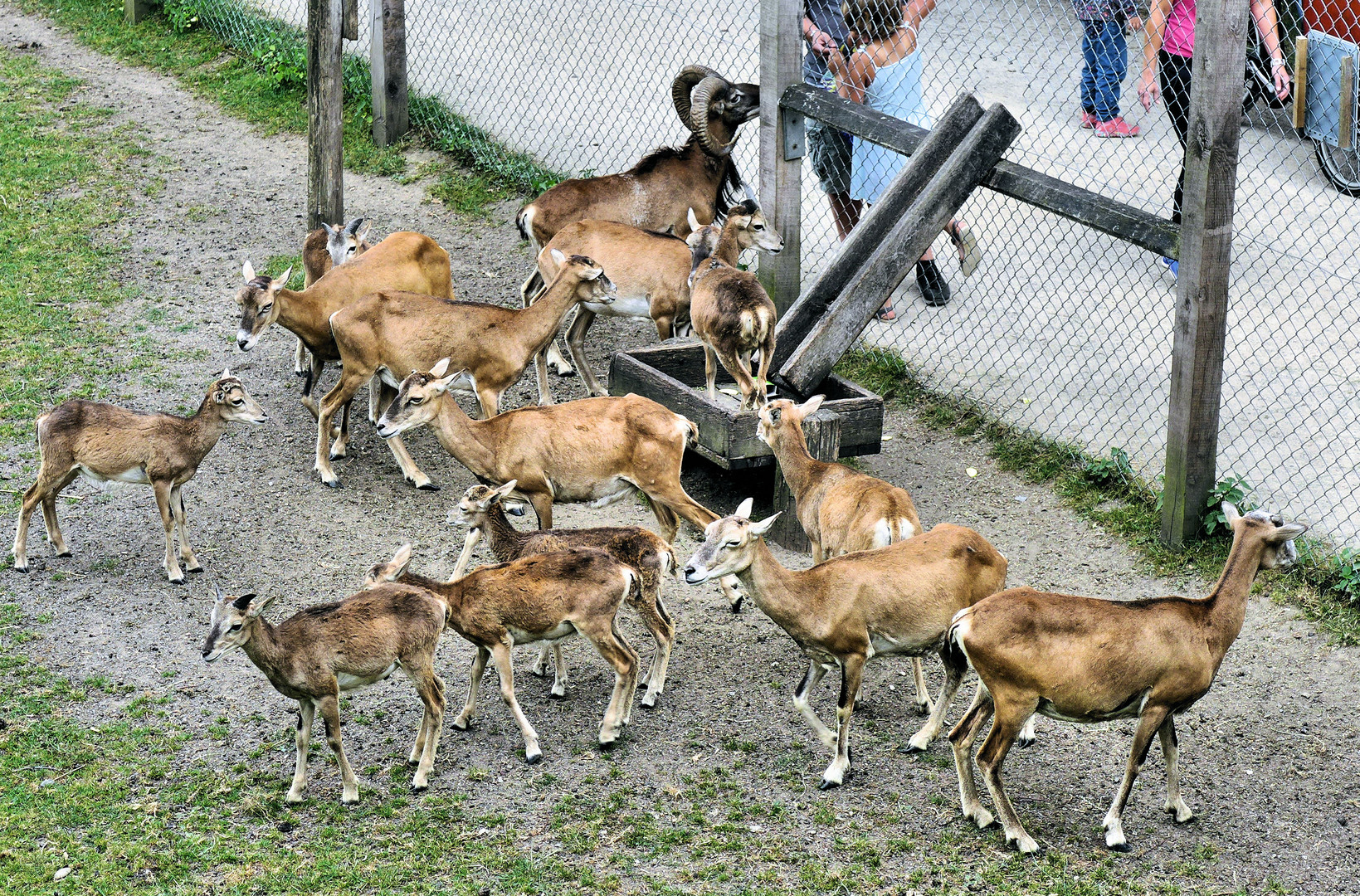 Mufflonherde bei der Fütterung