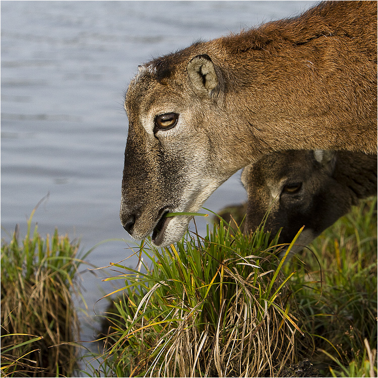 mufflons an der elbe