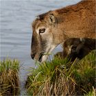 mufflons an der elbe