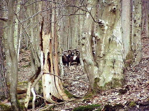 Mufflons im Rheingau-Taunuskreis