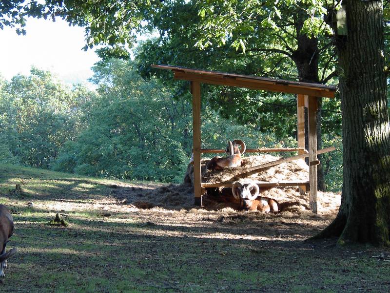 Mufflons im Wildpark