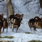 Mufflons in Bewegung