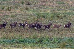 Mufflons in freier Natur