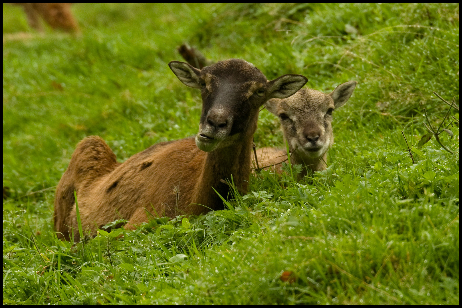 Mufflons Mutter und Kind Tierpark Sababurg