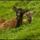 Mufflons Mutter und Kind Tierpark Sababurg