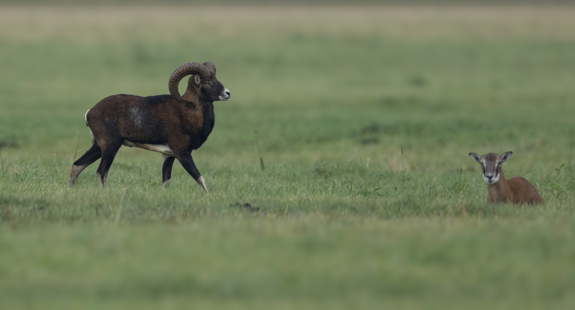 Mufflons ( Ovis gmelini musimon )