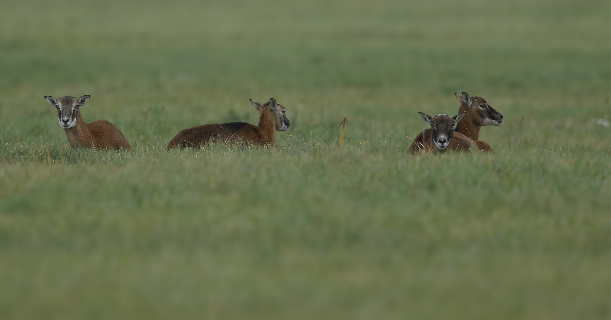 Mufflons ( Ovis gmelini musimon )