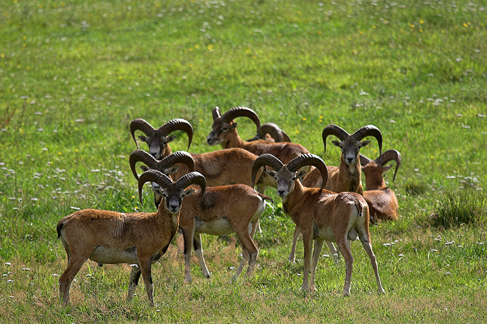 Mufflons (Ovis orientalis musimon) Urial Agali