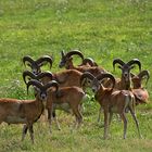 Mufflons (Ovis orientalis musimon) Urial Agali