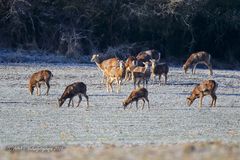 Mufflons wildlife - 1