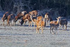 Mufflons wildlife - 2