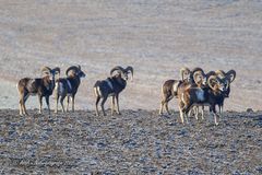 Mufflons wildlife - 3