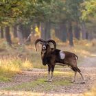 Mufflonwidder aus dem Diersfordter Wald