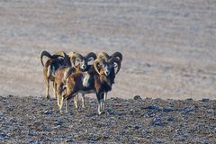 Mufflonwidder wildlife