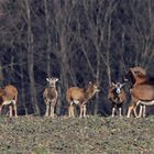 Mufflonwidderchen auf dem Feld